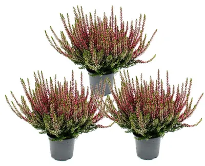 Obrázok produktu pre Calluna vulgaris - sada 3 rastlín - vres metlový - vres - mrazuvzdorný - 11cm kvetináč - ružový