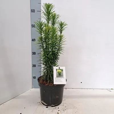 Immagine prodotto di Cephalotaxus haringtonia 'Korean Gold' - Taxus chinensis 'Korean Gold' | 50-60 cm in vaso