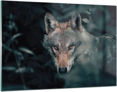 Produktbild von Bilder auf glas - Einteilig - Wolf Wald Raubtier - 120x80cm - Glasbilder - Wandbilder - Bilder - zum Aufhängen bereit - Wanddekoration aus Glas - Glas Bilder - Wandbild auf Glas - GAA120x80-5053