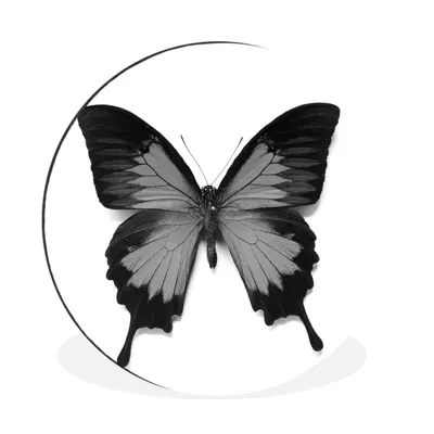 Produktbild von MuchoWow® Aluminium Wandkreis Schmetterling für weißen Hintergrund - schwarz und weiß Ø 90 cm Wanddeko Modern Wohnzimmer - Mauerkreis - Wandbilder - Runde Bild - Bild aus Aluminium - Schlafzimmer - Wohnzimmerdekoration - Wand Dekoration