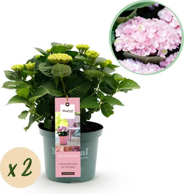 Immagine prodotto di Ortensia - Ortensia Magical Revolution Pink - Rosa - 6-10 fiori - 2 piante - Pianta da terrazzo - 40-55cm - Ø23cm - Pianta da giardino