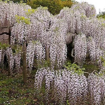 Obrázek produktu pro Popínavá rostlina Wisteria floribunda Rosea – růžové květy v hroznech – jaro – 11 cm x výška 40 cm – nenáročná na péči – do zahrady, na pergolu a plot