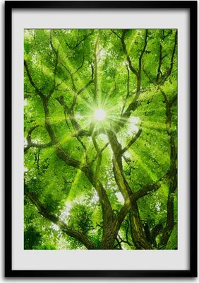 Produktbild von Bild - Bilderrahmen - Foto - 70 cm x 100 cm - MDF - Rahmen - Wandkunst - Krone der Bäume