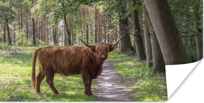 Produktbild von MuchoWow® Poster Schottischer Highlander - Kröte - Baum 120x60 cm - Bild
