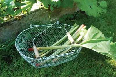 Drahtgeflechtkorb-Obstkorb-Ernten
