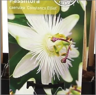 Produktbild von Passionsblume - Passiflora Weiß caerulea 'Constance Elliot' - Ø15cm - ↕65cm
