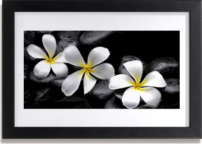 Produktbild von Bild 30x20 MDF-Rahmen Wandkunst Plumeriablume Pflanze