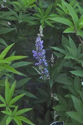 Produktbild von Vitex agnus-castus 'Latifolia' - Mönchspfeffer, Keuschlamm, Keuschbaum 60- 80 cm - Container
