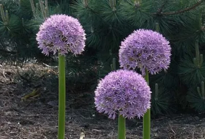 Obrázok produktu pre 25 x Allium gigantheum - kvetinové cibule