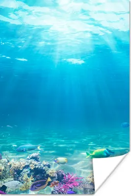 Produktbild von MuchoWow® Poster Unterwasserwelt - Meerestiere - Wasser - Korallen - Blau 20x30 cm - Papierdruck