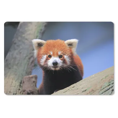 Obrázek produktu pro Podložka pod myš - Červená panda - oranžová - strom - 27x18cm - Podložka pod myš