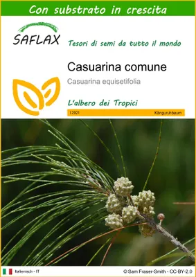 Immagine prodotto di SAFLAX  - Casuarina comune - 200 semi - Con substrato - Casuarina