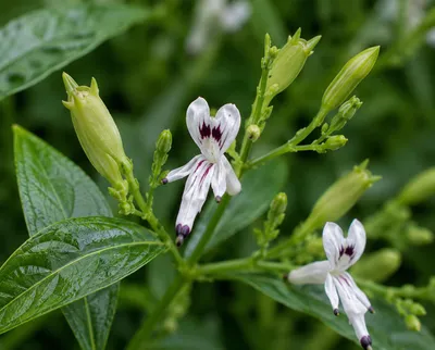Produktbild von SaatPilot Andrographis paniculata 500 Samen Kalmegh