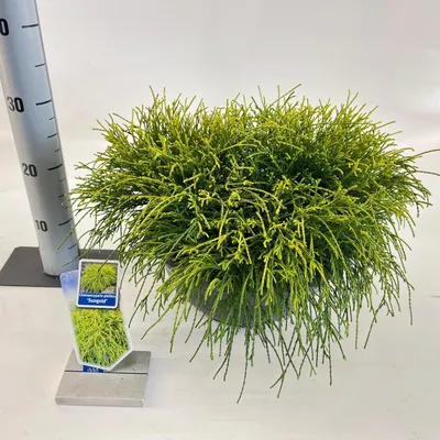 Image de Chamaecyparis p. « Sungold » - Cyprès doré | 20-25 cm en pot