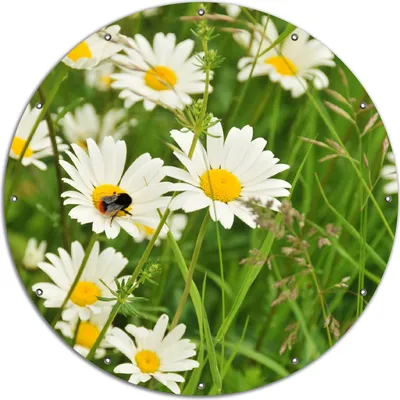 Produktbild von Wallario rundes Outdoor-Poster für Garten oder Balkon, Motiv Margeritenwiese, 120 cm Durchmesser