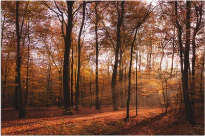 Produktbild von ARTland Wandbild Alu für Innen & Outdoor Sonnenaufgang im Herbst II Größe: 60x40 cm