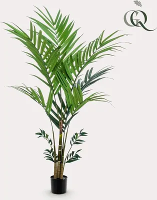Produktbild von Famanu Kunstpflanze Kentiapalme - 180 cm