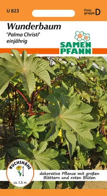 Artikelbild 1 von 'Wunderbaum Ricinus' aus der Kategorie Zimmer & Kübelpflanzen