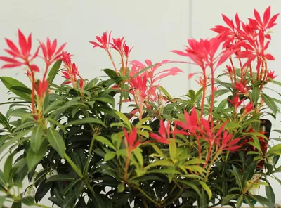 Produktbild von Lavendelheide Schattenglöckchen 'Pieris japonica Forest Flame' 40 - 60 cm