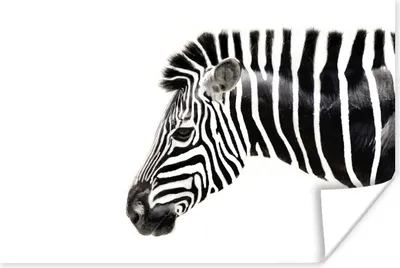 Produktbild von MuchoWow® Poster Zebra - Tiere - Weiß 120x80 cm - Bilder