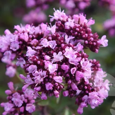 Image de 6 x Origan  - Origanum laevigatum 'Herrenhausen'  | Pot 9 cm x 9 cm