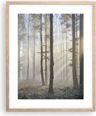 Produktbild von Gerahmtes Poster - Rahmen in heller Eiche - Wald Baum Natur - 40x50 cm - Wand Bild - Wanddeko - Wandbilder - Kunstposter - Wandposter - Bilderrahmen - Bilder - Kunstdruck - Wandbild - P2NPA40x50-3749
