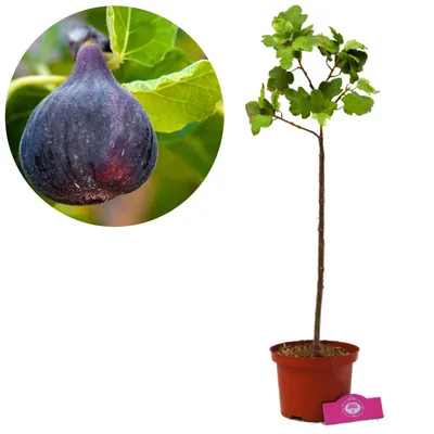 Produktbild von Ficus carica 'Black Mission' Feigenbaum, 2 Liter Topf