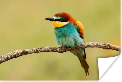 Produktbild von MuchoWow® Poster Vogel - Bienenfresser - Tiere 120x80 cm - Bilder