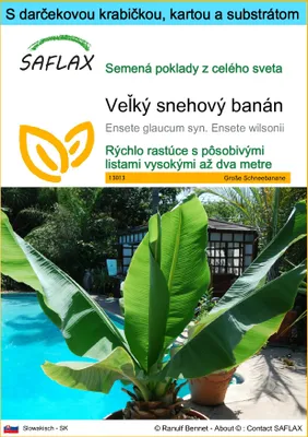 Obrázok produktu pre SAFLAX Darčeková sada - Veľký snehový banán - Ensete glaucum syn. Ensete wilsonii - 10 Semená - S darčekovou krabičkou, prepravným štítkom, darčekovou kartou a pestovateľským médiom