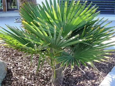 Produktbild von RARITÄT Frostharte Hanfpalme Trachycarpus Ukhrulensis bis 180cm bis -20 Grad