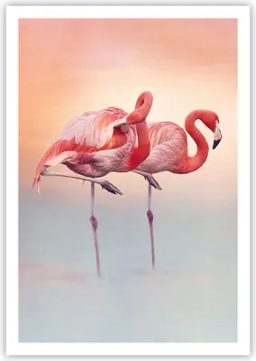 Produktbild von Poster - Poster ohne Rahmen - Flamingos Exotik Vögel - 70x100 cm - Wand Bild - Wanddeko - Wandbilder - Kunstposter - Wandposter - Bilder - Kunstdruck - Wanddekoration - Wandbild - P2XPA70x100-5044