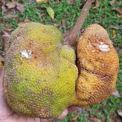 Image de Utu (Parartocarpus venenosa) - 1 graine germée