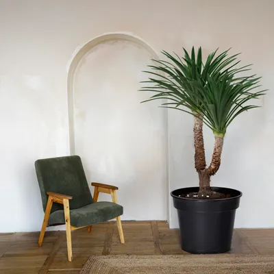 Produktbild von Garronda Blumentopf GD-0025 (20 Stück - Schwarz, ⌀ 35cm H=29cm)