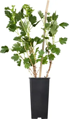 Produktbild von Ribes uva-crispa 'Hinnonmäki rot', Stachelbeere, rot, 30–40 cm