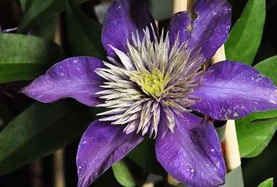 Produktbild von Clematis hybr. 'Multi Blue' - Waldrebe ‘Multi Blue’ 50-60 cm | Topf