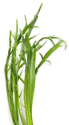 Produktbild von Hirschhornsalat Hirschhornwegerich - >50 Samen
