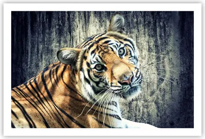 Produktbild von Poster - Poster ohne Rahmen - Indien stein tiger wild - 91,5x61 cm - Wand Bild - Wanddeko - Wandbilder - Kunstposter - Wandposter - Bilder - Kunstdruck - Wanddekoration - Wandbild - P2XAA91x61-2464