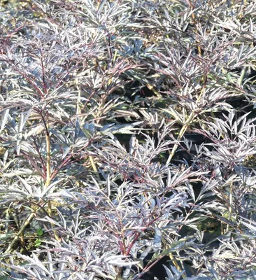 Produktbild von Schwarz roter Holunder Sambucus nigra - Black Lace - 60 - 80 cm