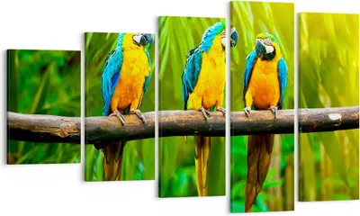 Produktbild von Bild auf Leinwand - Leinwandbild - Papageien Collorful Natur Vögel - 100x60cm - Wand Bild - Wanddeko - Leinwanddruck - Bilder - Kunstdruck - Leinwand bilder - Wandkunst - EG100x60-2696
