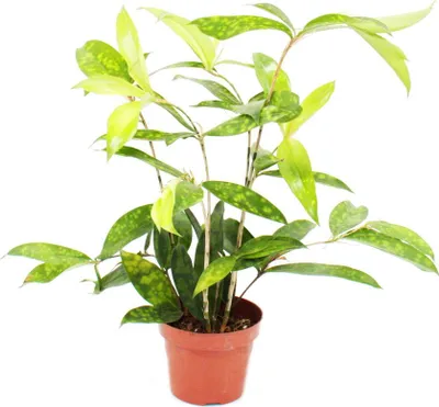 Produktbild von Drachenbaum - Dracaena surculosa - 12cm - grün mit hellgrünen Tupfen