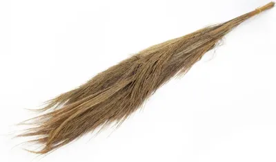 Produktbild von Besen Gras Bündel ca. 100-120cm | Thysanolaena maxima