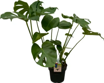 Produktbild von Trendyplants - Monstera Deliciosa - Lochpflanze - Höhe 65-85 cm - Topfgröße Ø21cm