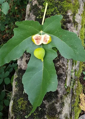 Image de Ficus carica 'Lusignan' / Figuier jaune
