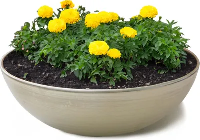 Produktbild von Runde bauchige 30 cm Pflanzschale für draussen, champagner beige