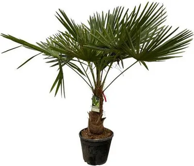 Produktbild von Trachycarpus fortuneii – Chinesische Hanfpalme – Winterharte Palme für Garten, Terrasse oder Zimmer – Höhe ca. 200cm – Ø40cm