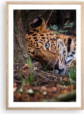 Produktbild von Gerahmtes Poster - Rahmen in heller Eiche - Leopard Porträt Jaguar - 50x70 cm - Wand Bild - Wanddeko - Wandbilder - Kunstposter - Wandposter - Bilderrahmen - Bilder - Kunstdruck - P2NPA50x70-4493