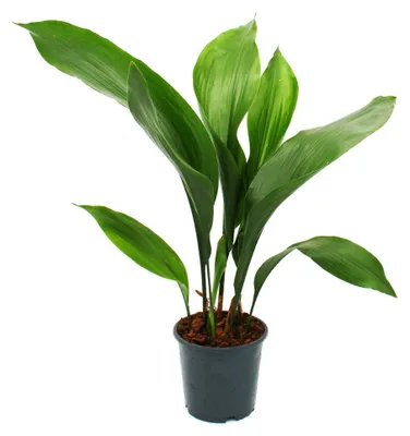 Produktbild von Schusterpalme -  Aspidistra elatior -  Zimmerpflanze - 15cm Topf