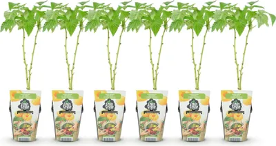 Image de Green boutiQ - Plantes fruitières - Framboise - Rubus idaeus Fallgold - Résistante au froid - 6 plants - Pot de 9 cm - Framboise jaune