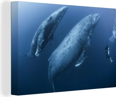 Produktbild von MuchoWow® - Leinwandbilder - Wal - Taucher - Meer, Wandbild, Wanddeko Bilder Wohnzimmer, 90x60cm