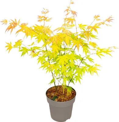 Image de Érable du Japon - Acer palmatum 'Orange Dream' - Hauteur 35-55cm - ⌀15cm